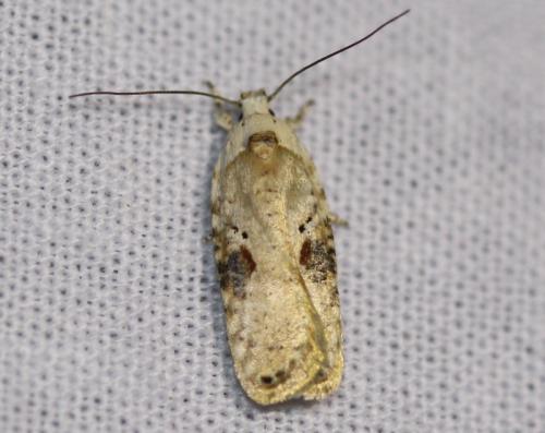 Agonopterix alstromeriana